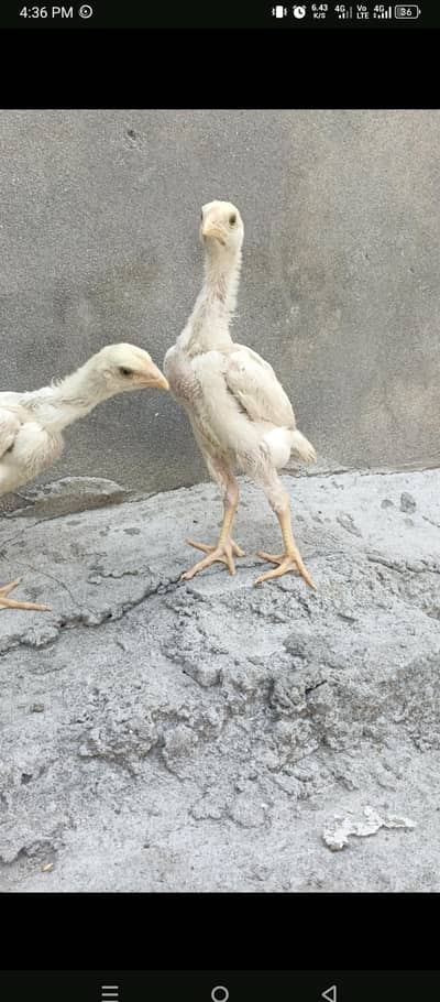 White Oh Shamo Chicks