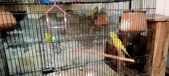 12 pairs 100%breeders