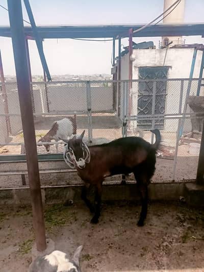 2 Bakery for 2026 Qurbani