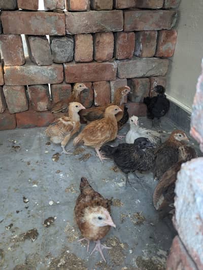 13 misri chicks choozay