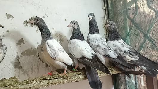 Golden kasuri pigeon babies