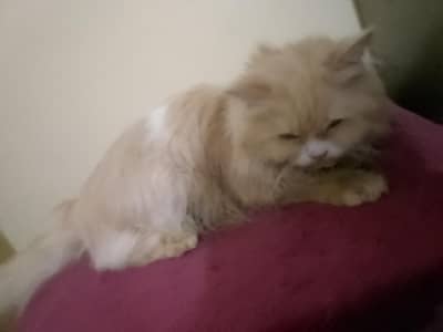 Persian Male Cat
