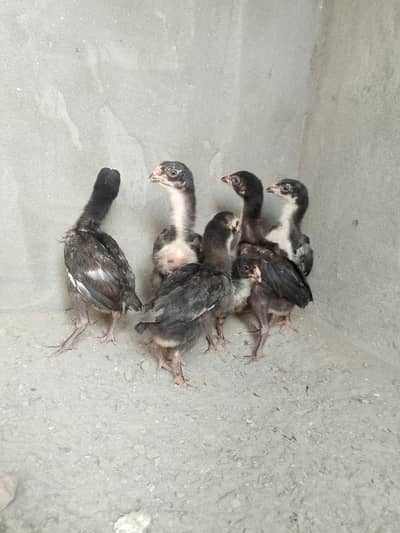 aseel and thigh chicks