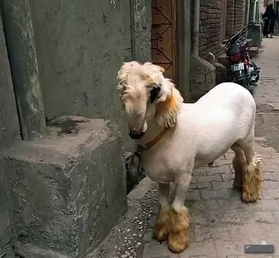 مندرا چھترا