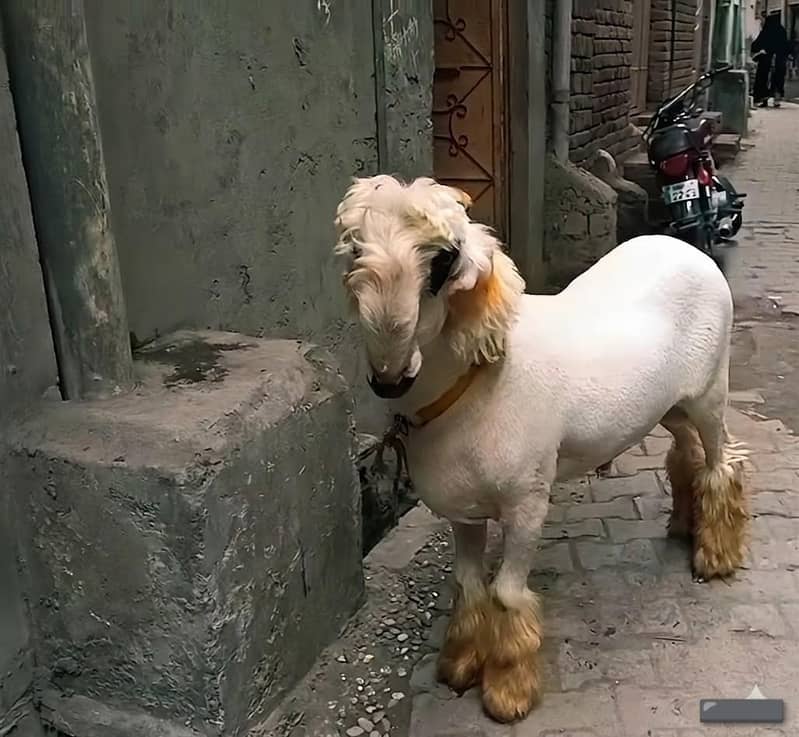 مندرا چھترا 0