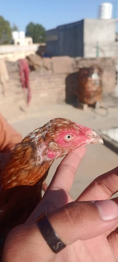 High Quality Aseel madi