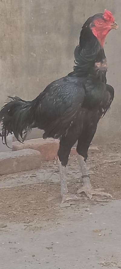 Premium Thhai Black Dragon Aseel Chick Available