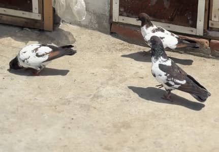 Out class pishori son chiray