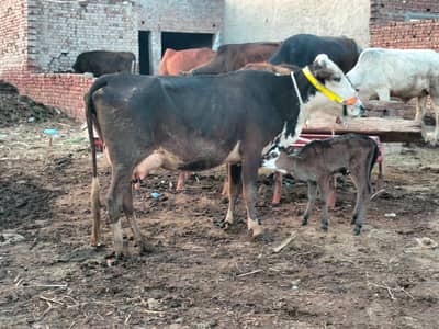 jarci or cholastani cross cow for sale