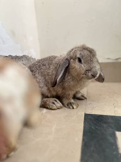 Pure honllop lop 2 females or aik male for sale 03368792398