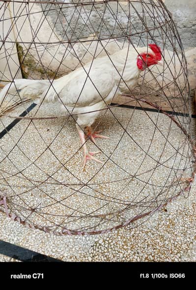 aseel heera pair breeder