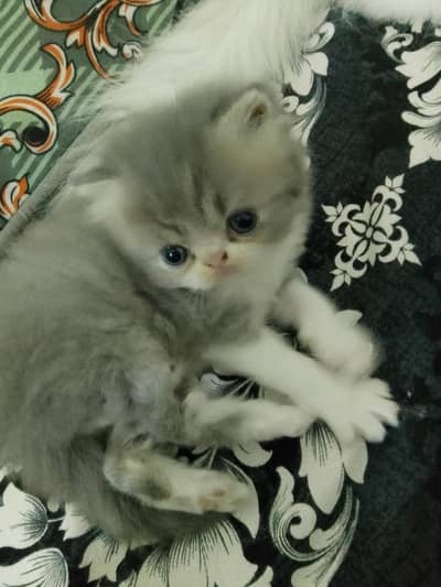 grey kitten male healthy and active near to piki face