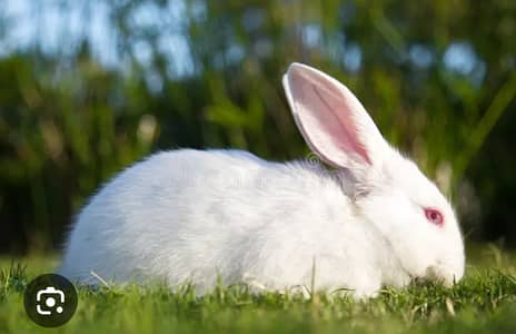 White Rabbits with Red Eye's