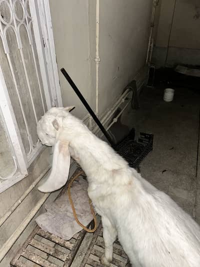 Rajanpur Bakra for sale . White Color and active. 2 Daant