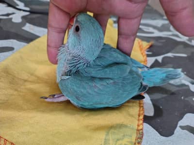 Blue Parrot Male Chick