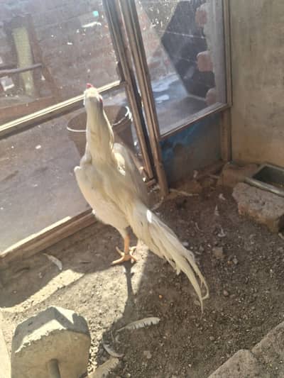 aseel Heera for sale hai