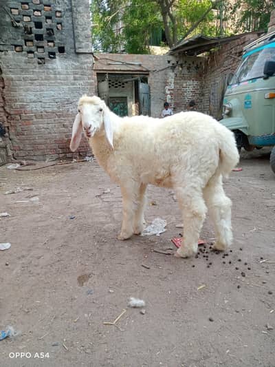 dhumba for sell 6 month Ka he  WhatsApp number 03173956752