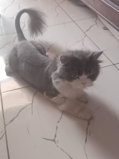 Persian cat female for sale urgent