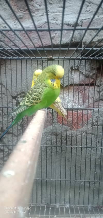 Exhibition parrot pier