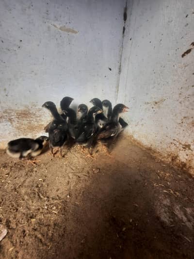 high quality mushka aseel chicks for sale