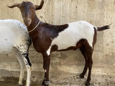 Tapry 2 dant khassi 3 bakry hai