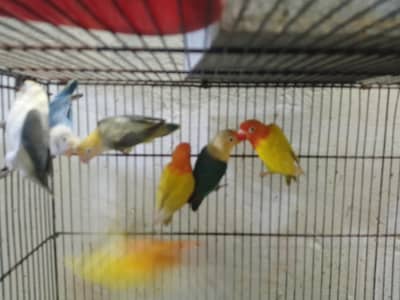 Green Opline PF, Parblue Opline/PF, used Cages