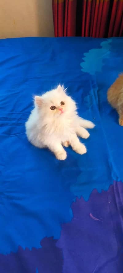 Persian kittens triple coat pair  for sale contact whatsap 03201503884