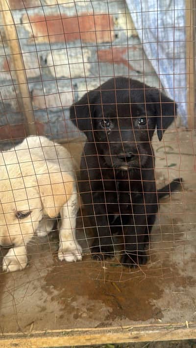 Labrador puppy(03071069008)
