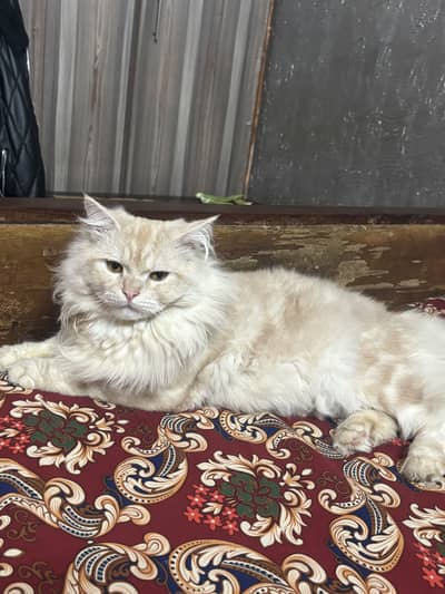triple coat persian cat male