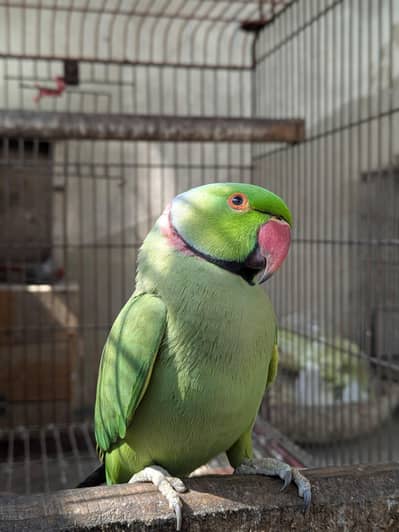 ringneck semi tame male