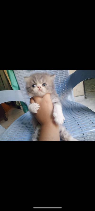 grey kitten male healthy and active near to piki face no 03316201707