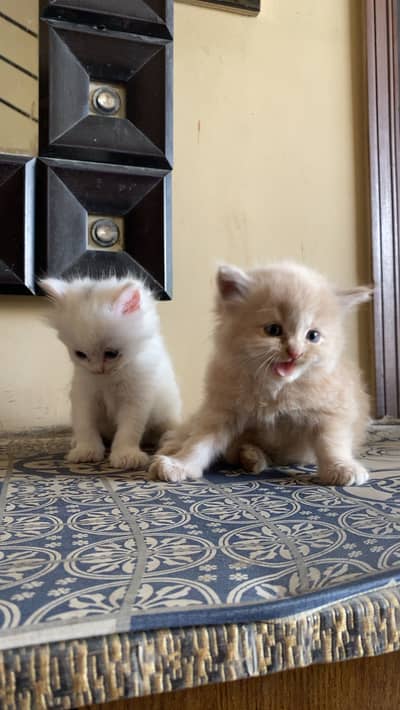 Healthy Persian Kittens 30 Days Old