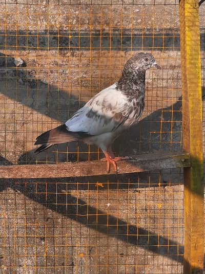 kabootar for sale . bache and pair b hain. 1000 per