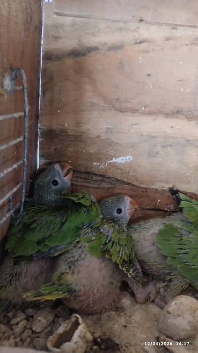 03 chicks available for handtame