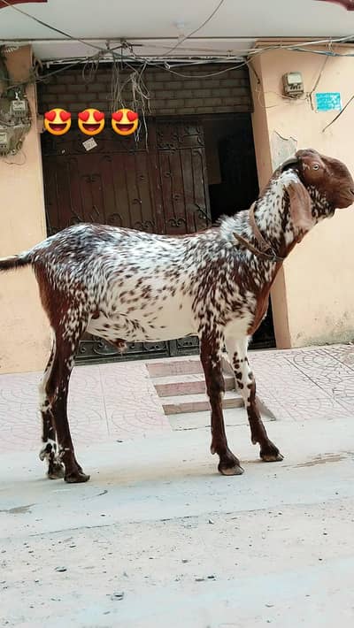 makkhi cheena pure Bakra pakka 2 dant ha