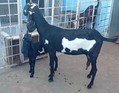 Healthy Amritsari Beetal with 02 Months Path