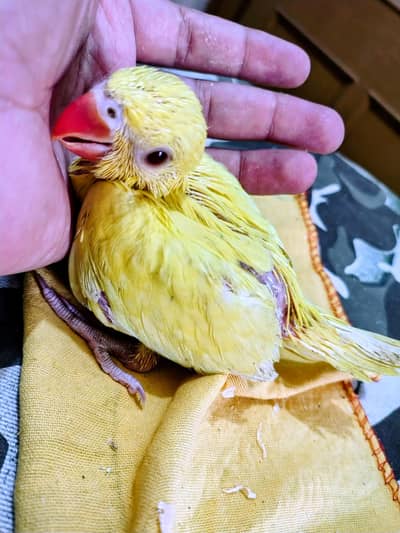 Yellow Lovely Parrot Chick 03336610040