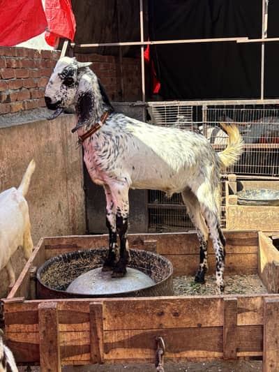 2 dant khassi bakry for qurbani munssib price