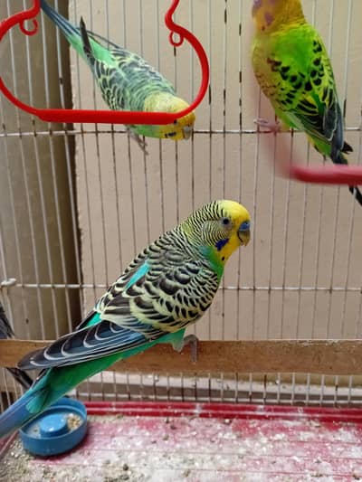 FRESH BREEDER PAIRS AVAILABE