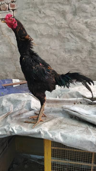 pure penus pakoye important line