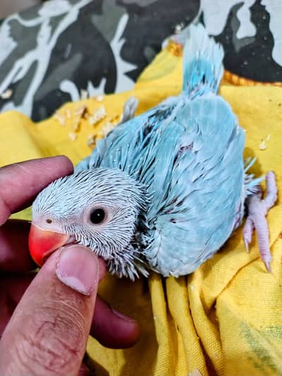 Lacewings Blue  Male Chick 03336610040