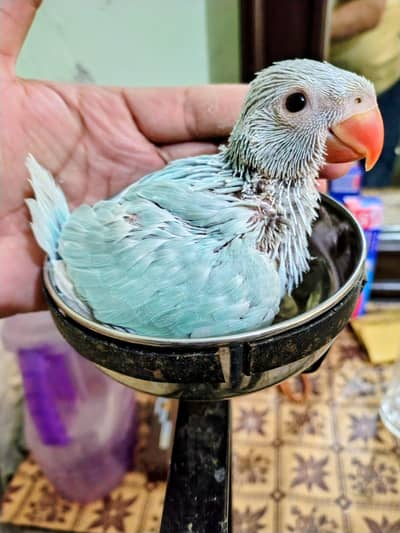 Lacewings Blue  Male Chick 03336610040