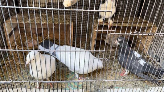 sherizi peagon two pairs and 3 kids with cage