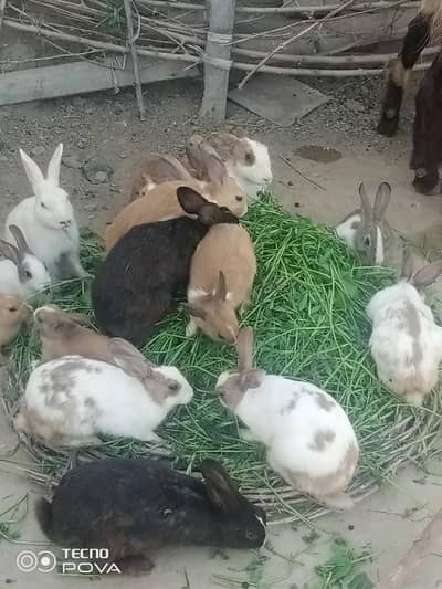 all size rabbit for sale