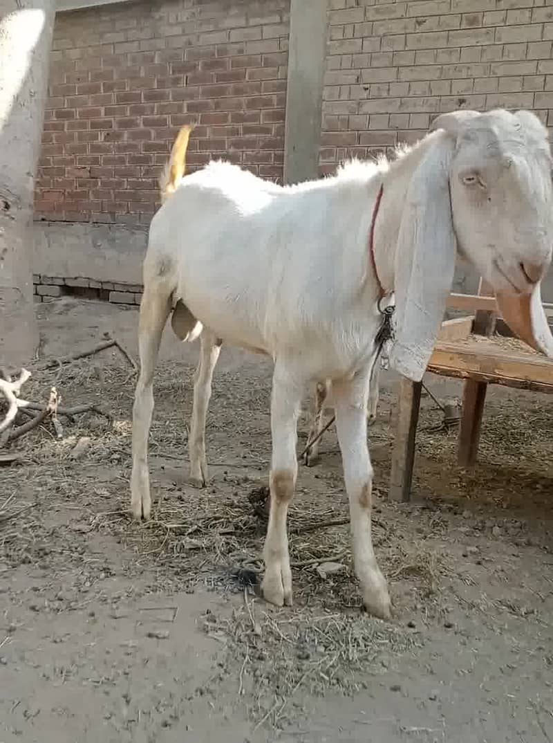 دو عدد بکرے برائے فروخت ، سفید بکرا خالص راجن پوری ، کالا سفید مکھی چی 0