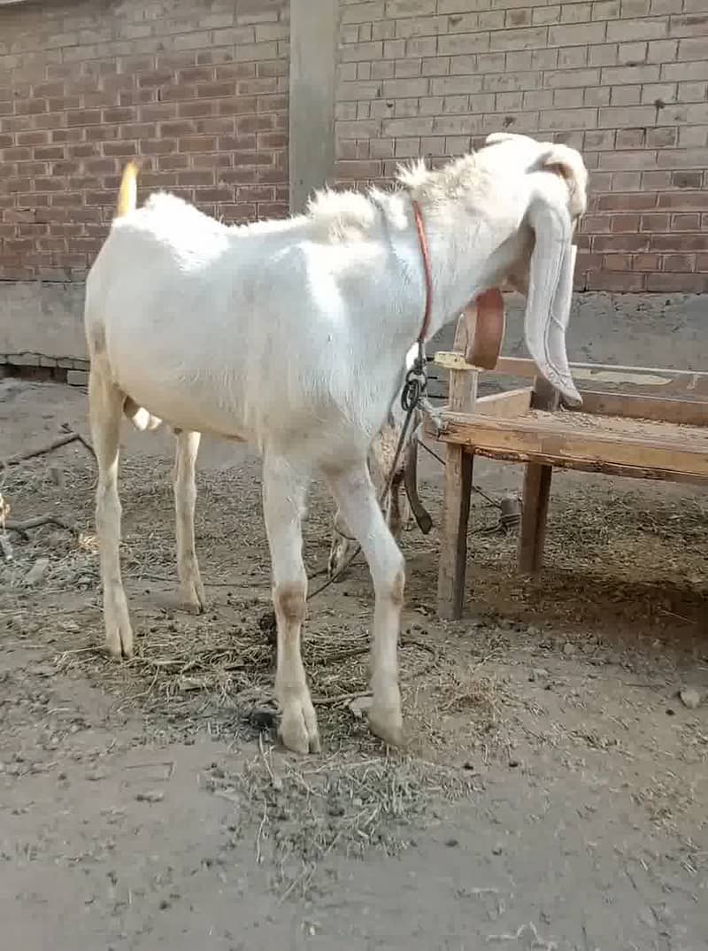 دو عدد بکرے برائے فروخت ، سفید بکرا خالص راجن پوری ، کالا سفید مکھی چی 1