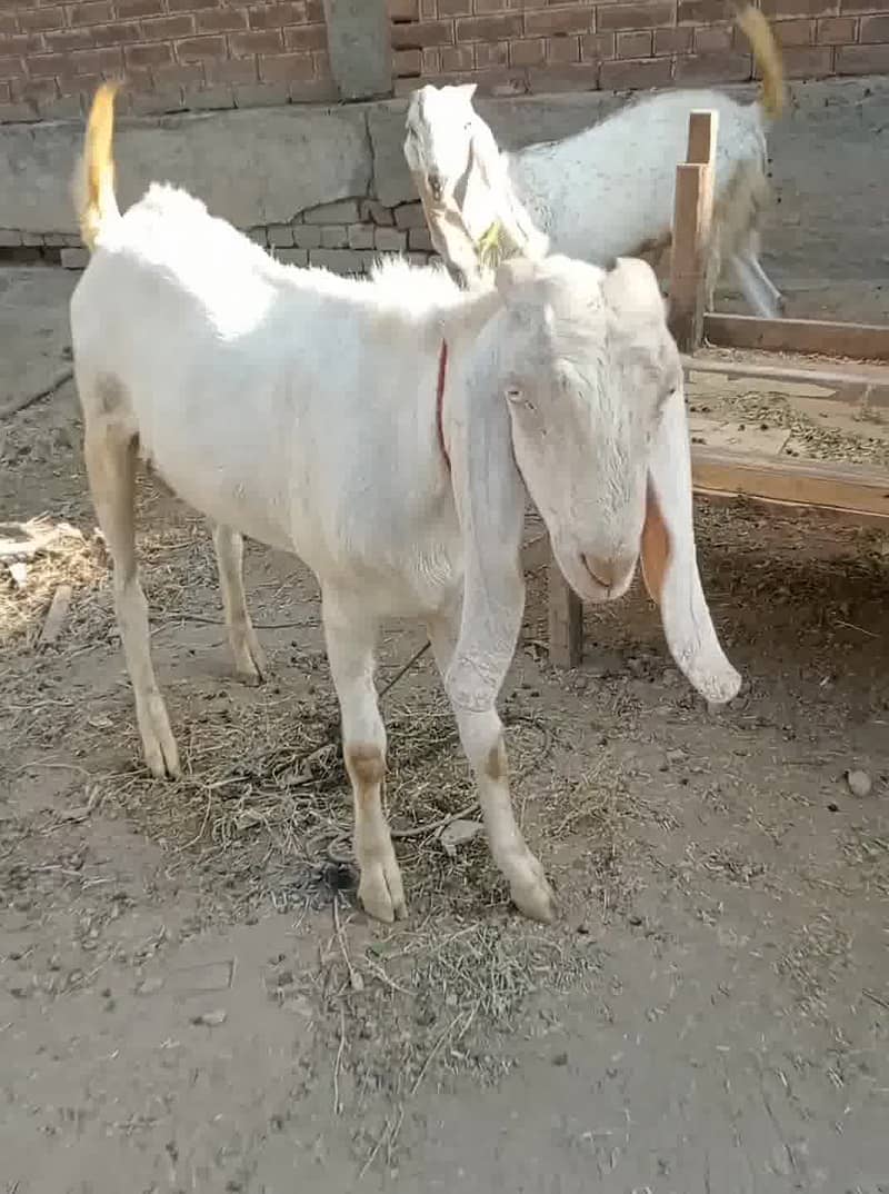 دو عدد بکرے برائے فروخت ، سفید بکرا خالص راجن پوری ، کالا سفید مکھی چی 2