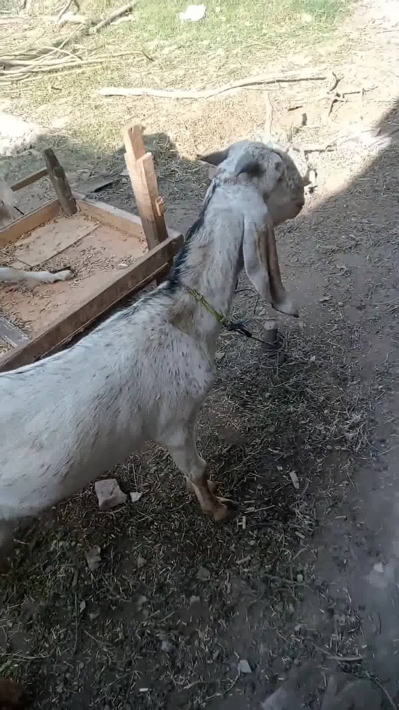 دو عدد بکرے برائے فروخت ، سفید بکرا خالص راجن پوری ، کالا سفید مکھی چی 3