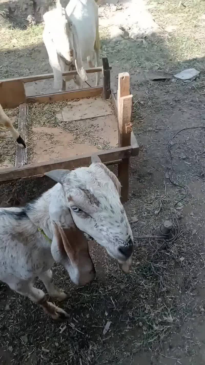 دو عدد بکرے برائے فروخت ، سفید بکرا خالص راجن پوری ، کالا سفید مکھی چی 4