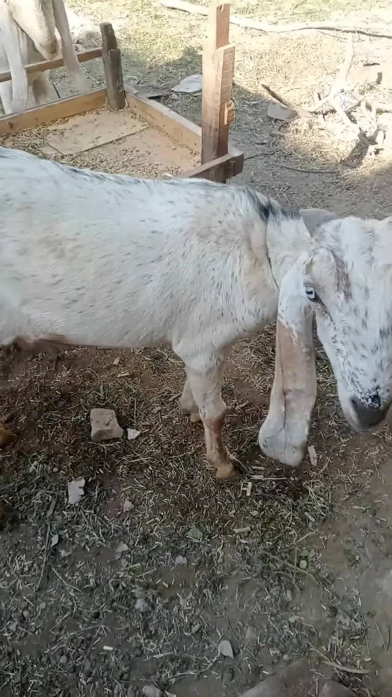 دو عدد بکرے برائے فروخت ، سفید بکرا خالص راجن پوری ، کالا سفید مکھی چی 5